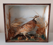 Mid 20th century bobwhite quail  taxidermy in glass fronted box