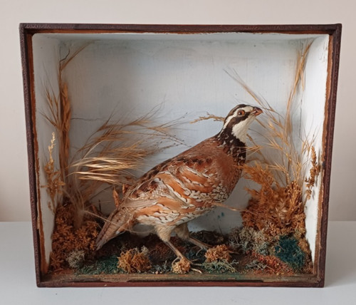 Mid 20th century - , bobwhite