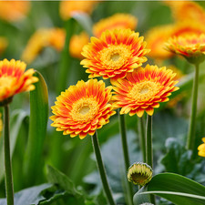 Gerbera Garvinea® 'Sweet