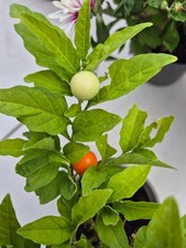 round cherry chilli plant with