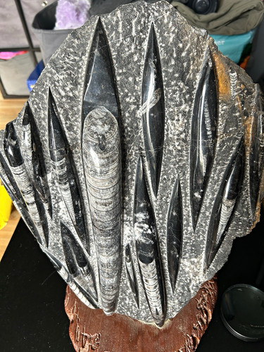 Polished orthoceras fossil - polished,