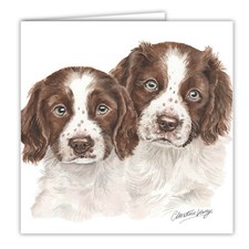 Springer Spaniel Puppies