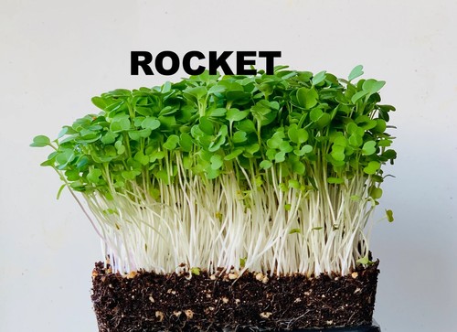 Microgreen seeds micro green - microgreen,