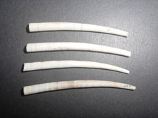 4 NICE LARGE Bartonian Eocene Dentalium bartonense Dentaliidae Barton Beds UK