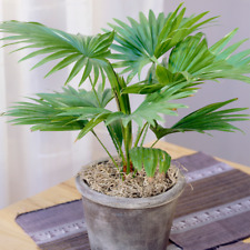 Livistona Palm Tropical Palm Indoor Decorative Houseplant Supplied in 12cm Pot