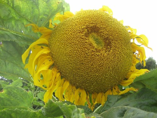 Sunflower titan plug - 'titan, '