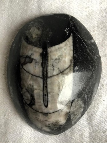 Orthoceras nautiloid polished - orthoceras,
