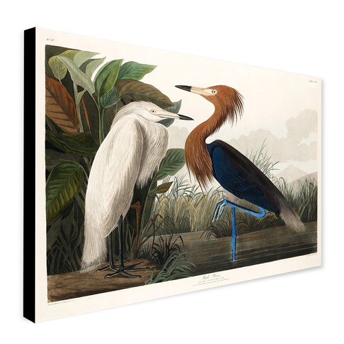 Purple heron vintage art by - purple,
