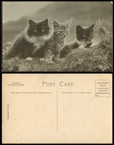 Cats little kittens cat - 3,