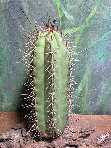 Big red cactus country - red,