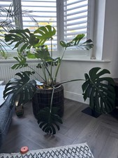 Monstera Deliciosa Classic