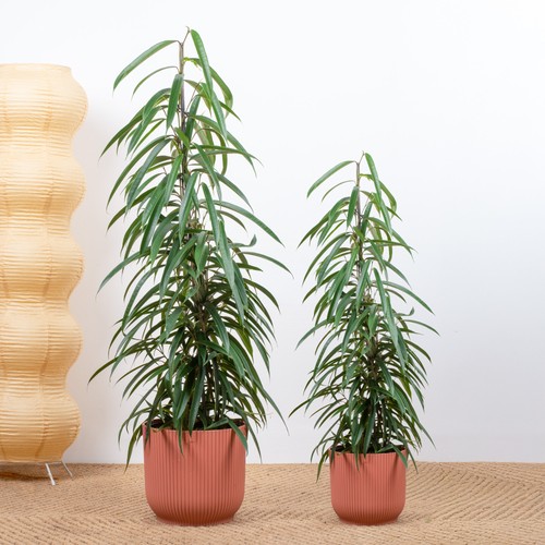 Ficus alii indoor - ficus,