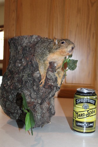 Taxidermy squirrel chipmunk - taxidermy,