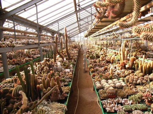 Cactus mix seeds - cactus,