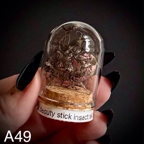 Black beauty stick insect - black,