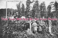 HR 85 - Hop Picking, Ledbury