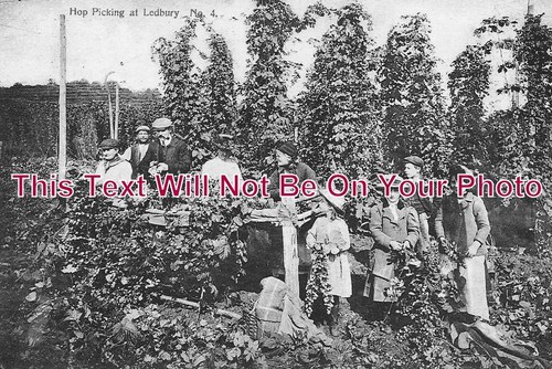 Hop picking ledbury - hop,