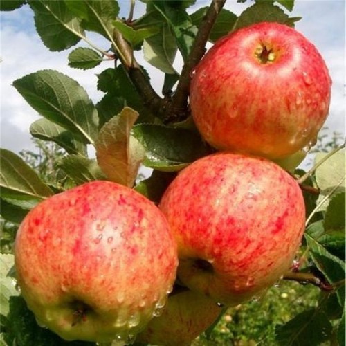 Fiesta apple tree 5ft in - fiesta,