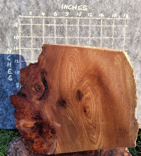 Timber scottish burr elm - timber, blank
