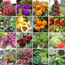 Fruit Seeds | Flower Seeds |