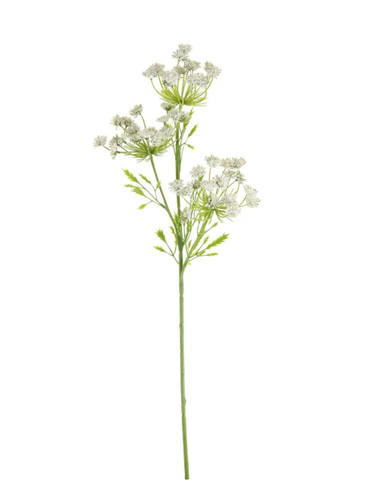 Cow parsley spray - cow,