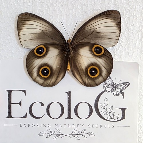 Taenaris urania butterfly - taenaris,