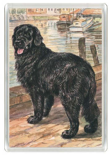 Newfoundland advert dog fridge - newfoundland,