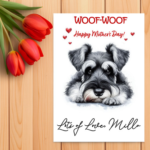 Miniature schnauzer - miniature,