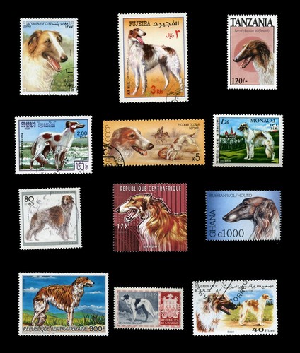 Borzoi russian wolfhound dog - borzoi,
