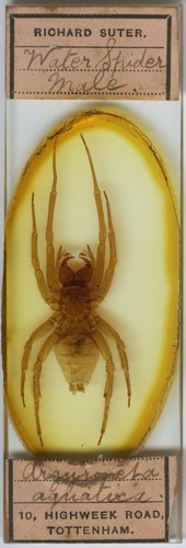 Antique microscope slide - antique,