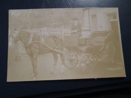 Postcard horse - postcard,