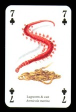 1 x playing card Lugworm & cast - 7 of Clubs ZU 10