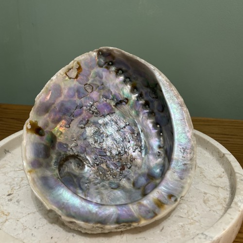 Vintage paua abalone seashell - vintage,