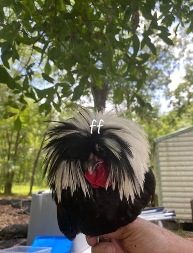 Dozen white crested black - dozen,