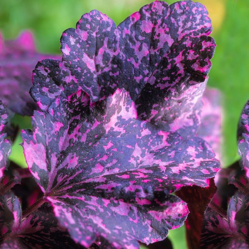 Heuchera midnight rose alum - heuchera, 'midnight