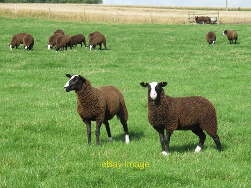 Photo 6x4 zwartbles - zwartbles, at