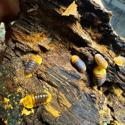Isopod factory cubaris - isopod,