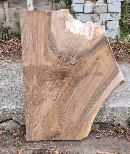English walnut crotch - xl,