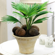 Tropical Gift Plant for Home
