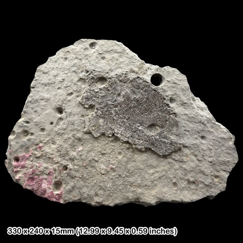 Rare dapedium politum fossil - rare,
