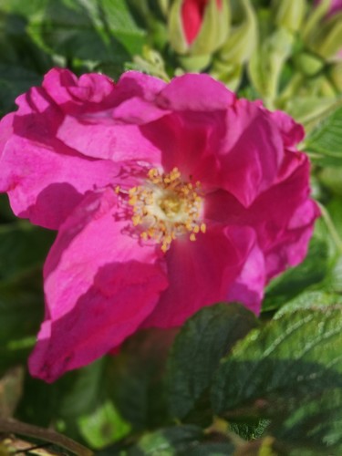 Rosa rugosa red potted - ,