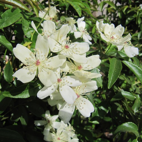 Rosa banksia normalis 5 5lt - -, 5.5lt