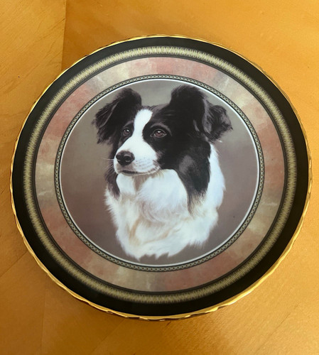 Norfolk china border collie - norfolk,