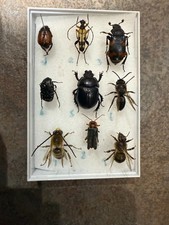 Nine great british insects  mounted in a perspex display box.