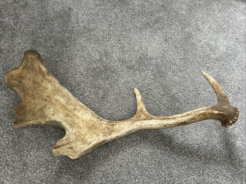 Genuine fallow deer antler - antler,