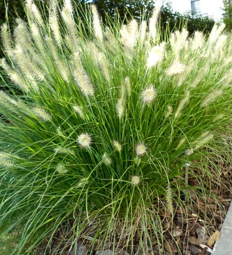 Pennisetum alopecuroides - ,