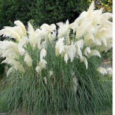 White Pampas Grass - Cortaderia selloana - 100 Seeds - Magnificent Flower Spikes