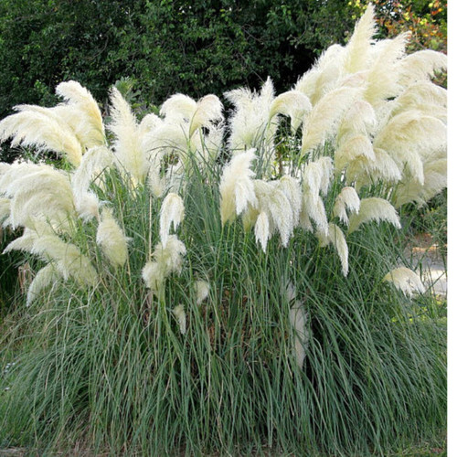 White pampas grass - grass,