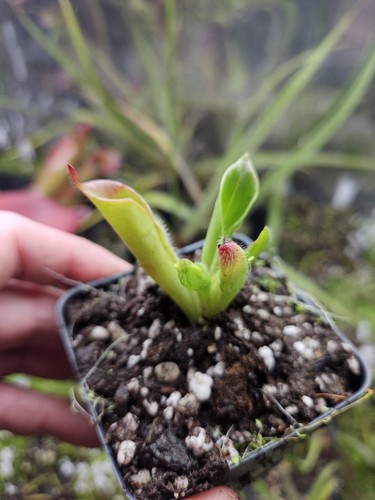 B13 heliamphora chimantensis - b13,