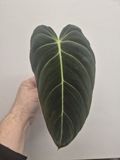 Philodendron Melanochrysum
